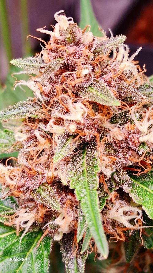 Auto | Namis Orangen von V-Buds mit EPN. Week 7
