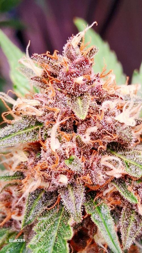 Auto | Namis Orangen von V-Buds mit EPN. Week 7