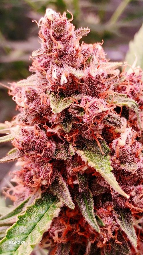 Auto | Namis Orangen von V-Buds mit EPN. Week 7