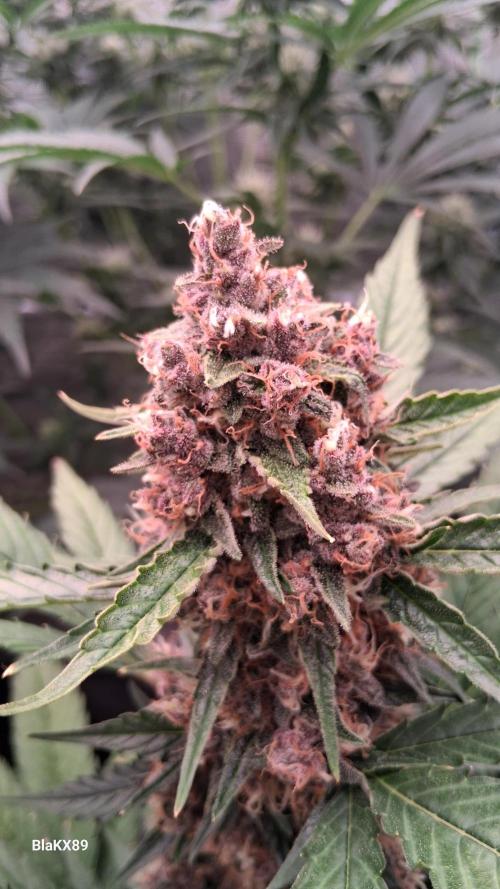 Auto | Namis Orangen von V-Buds mit EPN. Week 7