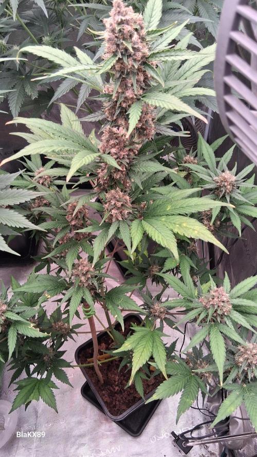 Auto | Namis Orangen von V-Buds mit EPN. Week 7