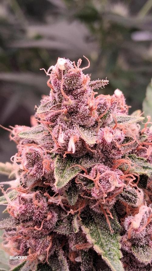 Auto | Namis Orangen von V-Buds mit EPN. Week 7