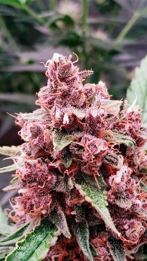Auto | Namis Orangen von V-Buds mit EPN. Week 7