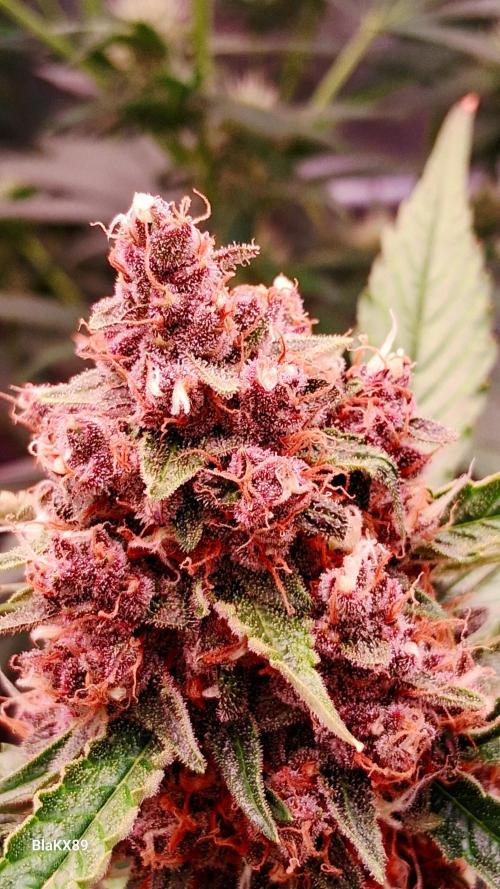 Auto | Namis Orangen von V-Buds mit EPN. Week 7