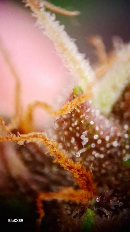 Auto | Namis Orangen von V-Buds mit EPN. Week 7