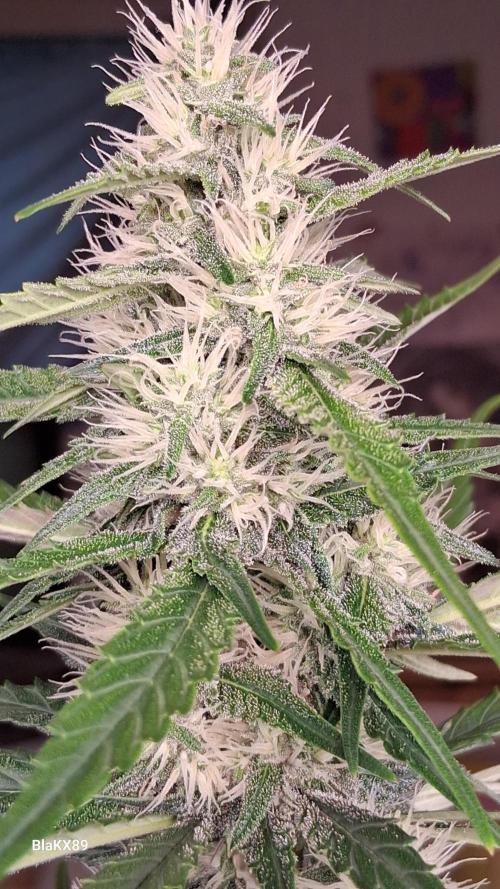 Guava Runtz Auto - Champion Line 🏆. Week 6
