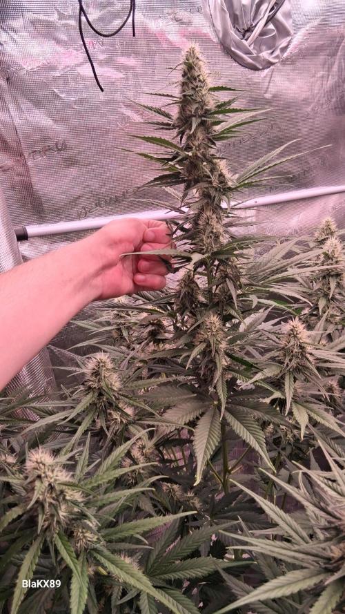 Guava Runtz Auto - Champion Line 🏆. Week 6