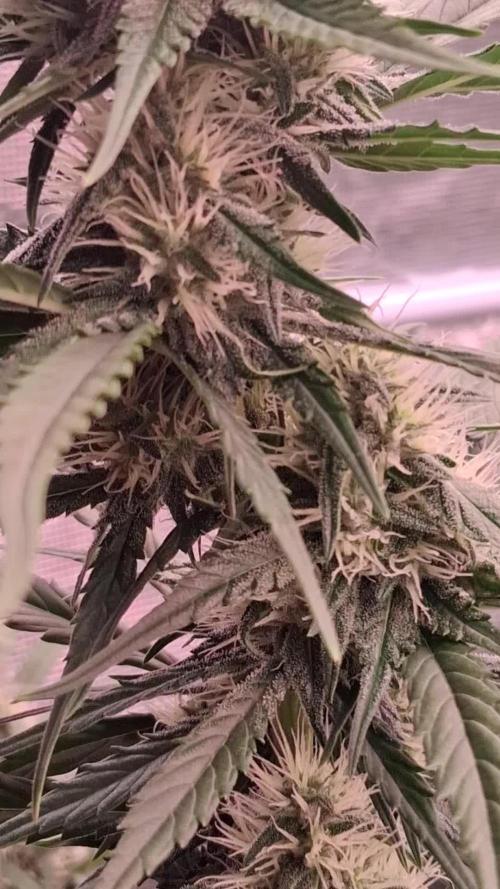 Guava Runtz Auto - Champion Line 🏆