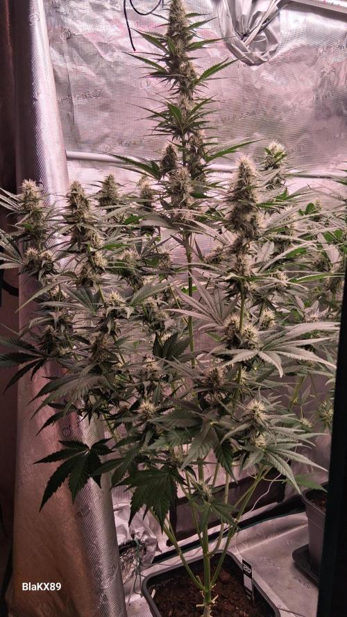 Guava Runtz Auto - Champion Line 🏆. Week 6