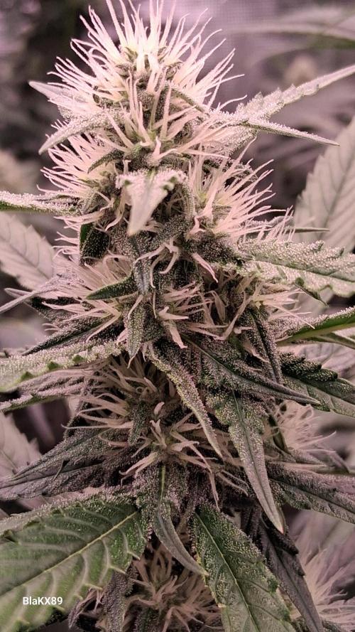 Guava Runtz Auto - Champion Line 🏆. Week 6