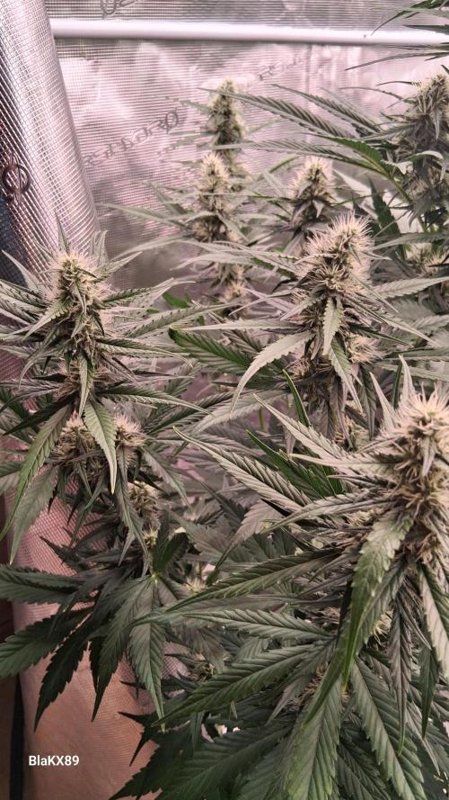 Guava Runtz Auto - Champion Line 🏆. Week 6