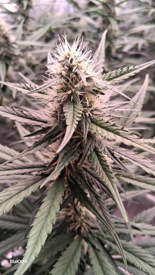 Guava Runtz Auto - Champion Line 🏆. Week 6