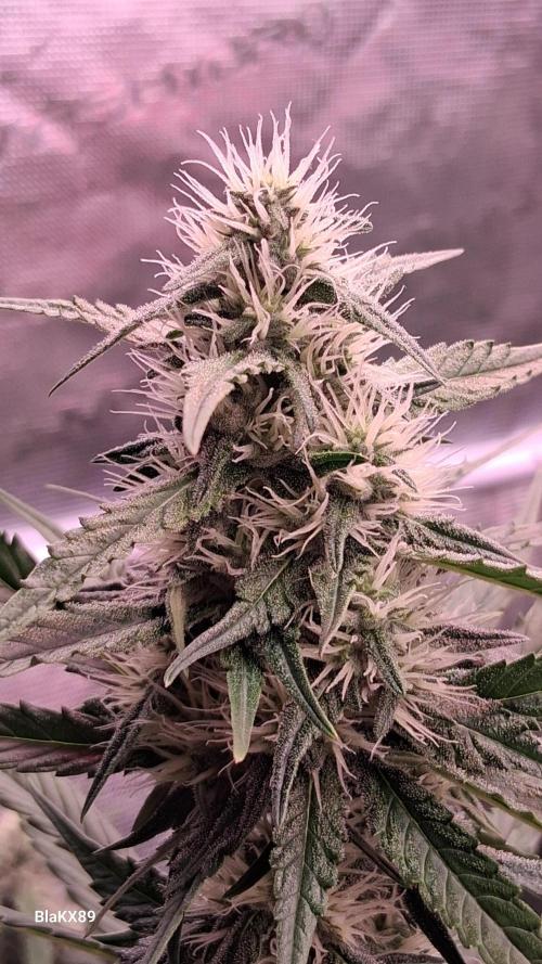 Guava Runtz Auto - Champion Line 🏆. Week 6
