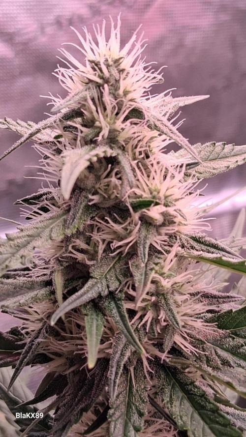 Guava Runtz Auto - Champion Line 🏆. Week 6
