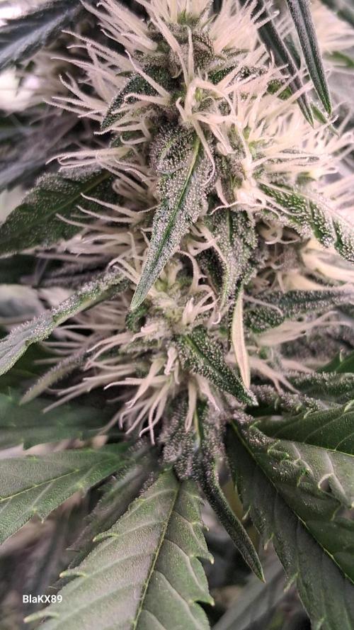 Guava Runtz Auto - Champion Line 🏆. Week 6