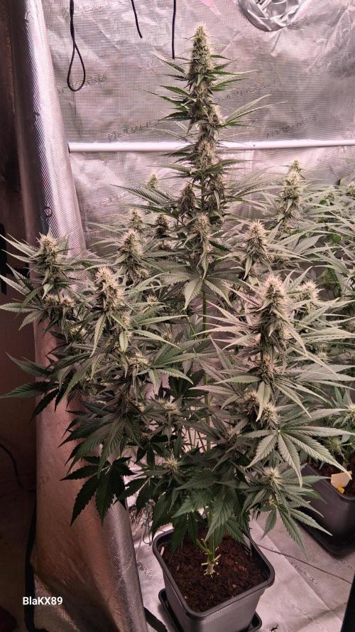 Guava Runtz Auto - Champion Line 🏆. Week 6