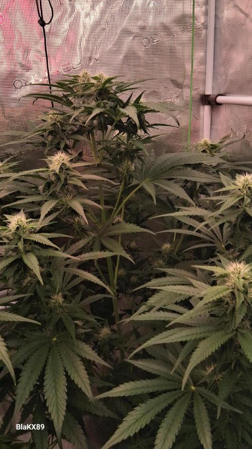 Mendo Frost Auto ❄️ 🏆. Week 6