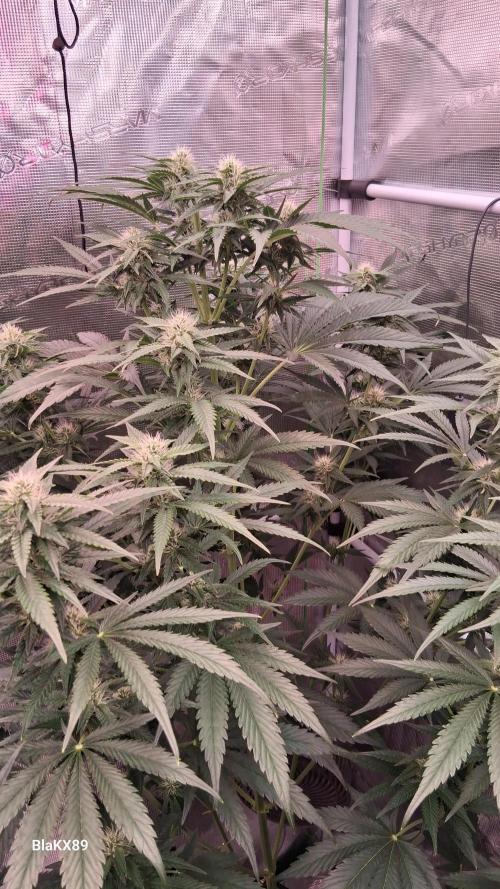 Mendo Frost Auto ❄️ 🏆. Week 6