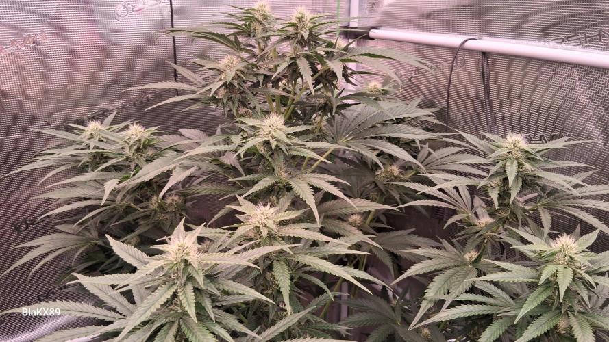 Mendo Frost Auto ❄️ 🏆. Week 6