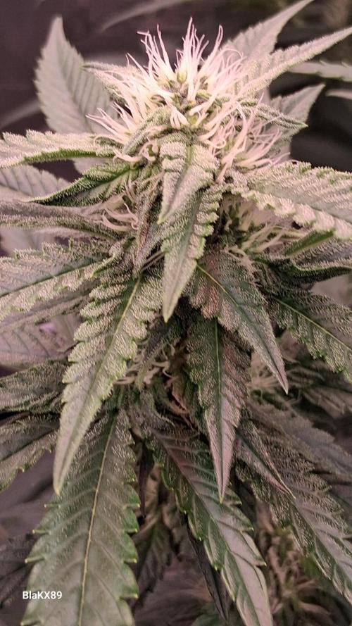 Mendo Frost Auto ❄️ 🏆. Week 6