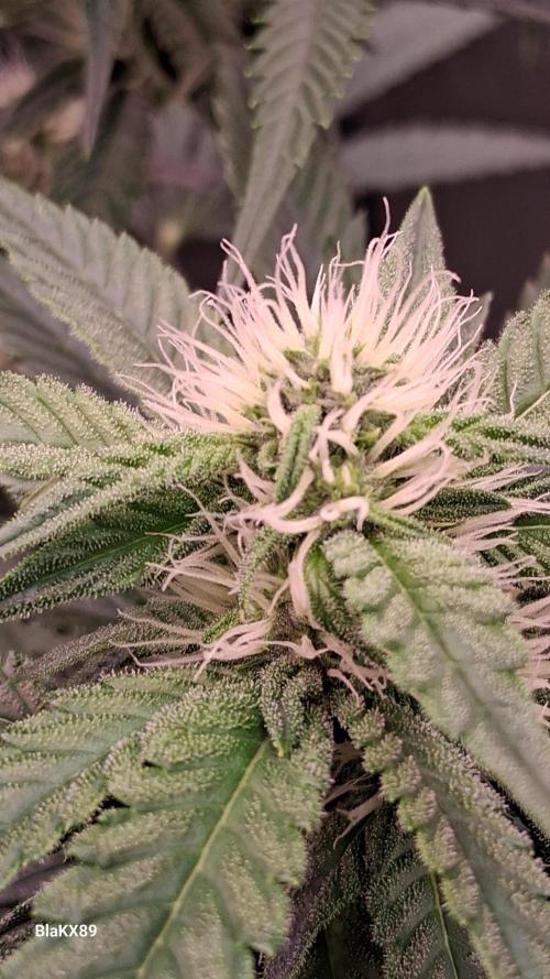Mendo Frost Auto ❄️ 🏆. Week 6