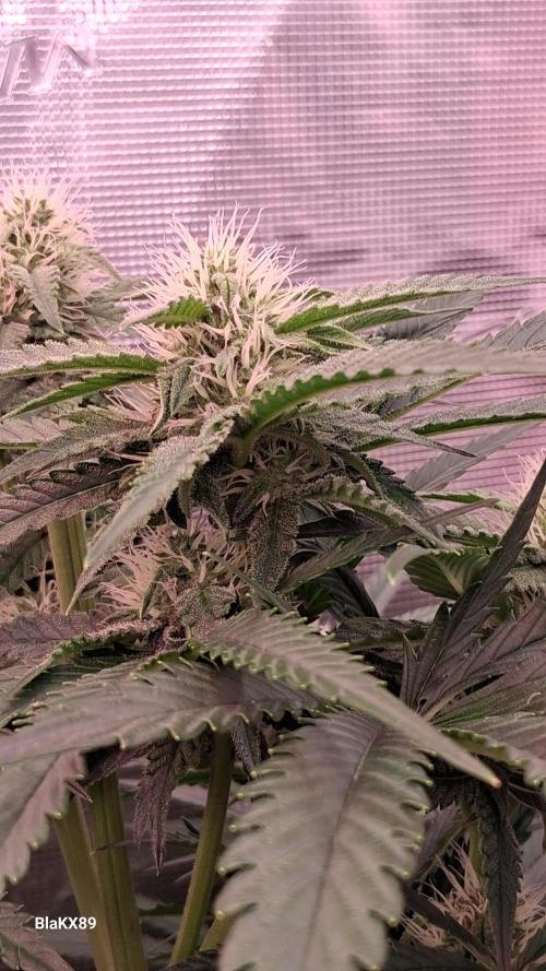 Mendo Frost Auto ❄️ 🏆. Week 6