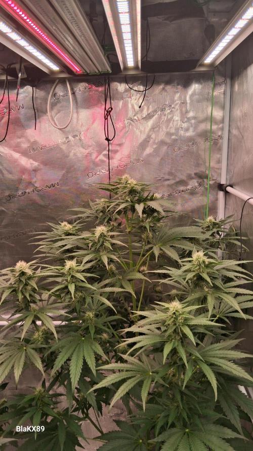 Mendo Frost Auto ❄️ 🏆. Week 6