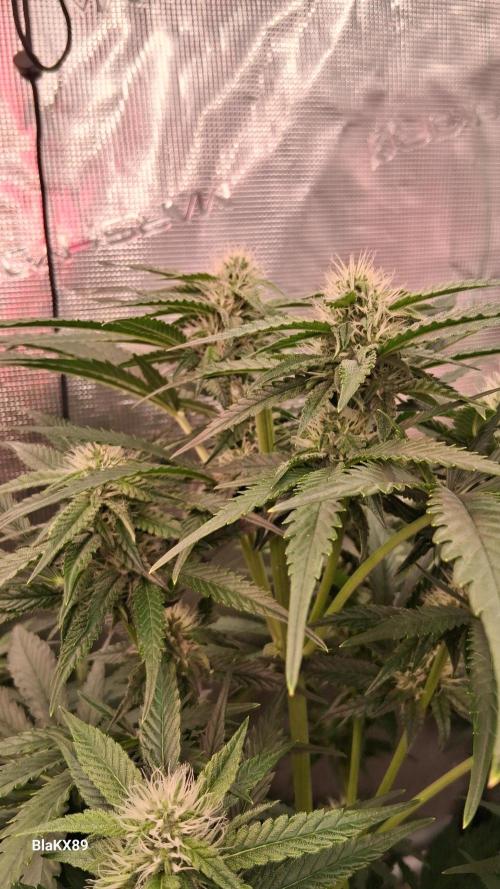 Mendo Frost Auto ❄️ 🏆. Week 6