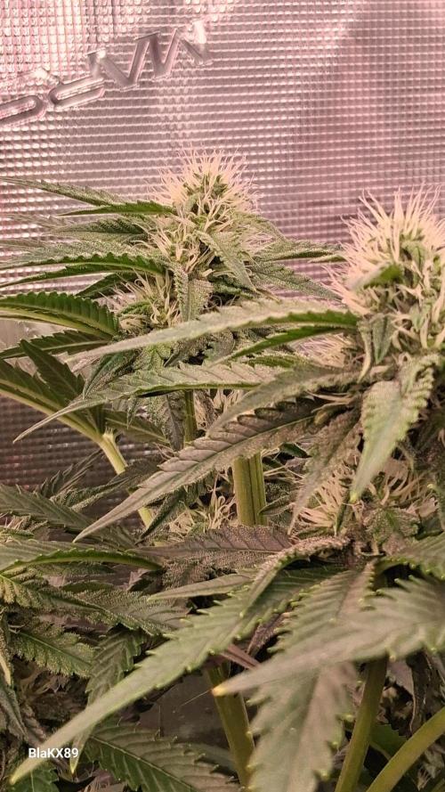 Mendo Frost Auto ❄️ 🏆. Week 6