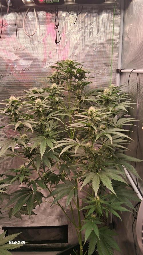 Mendo Frost Auto ❄️ 🏆. Week 6