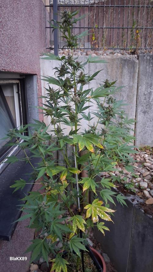 Purple Lemonade Auto RF3 😈🥤3️⃣. Week 6