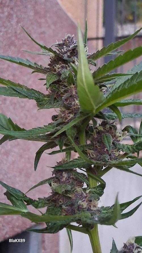 Purple Lemonade Auto RF3 😈🥤3️⃣. Week 6