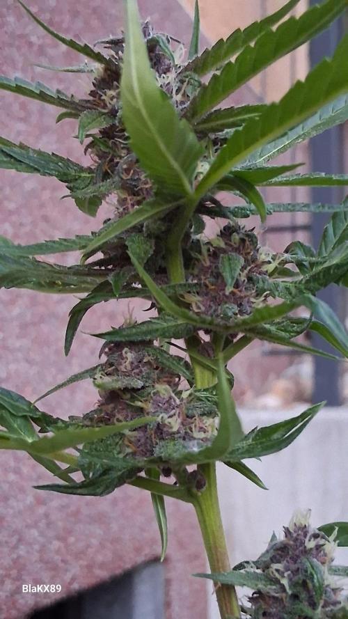 Purple Lemonade Auto RF3 😈🥤3️⃣. Week 6