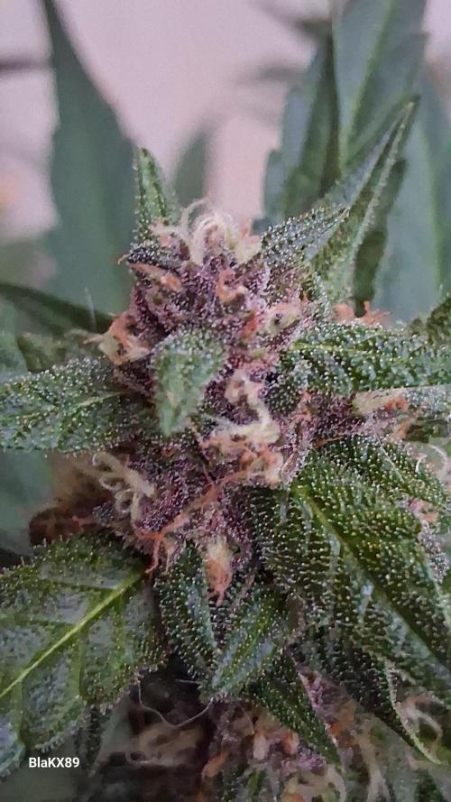 Purple Lemonade Auto RF3 😈🥤3️⃣. Week 6