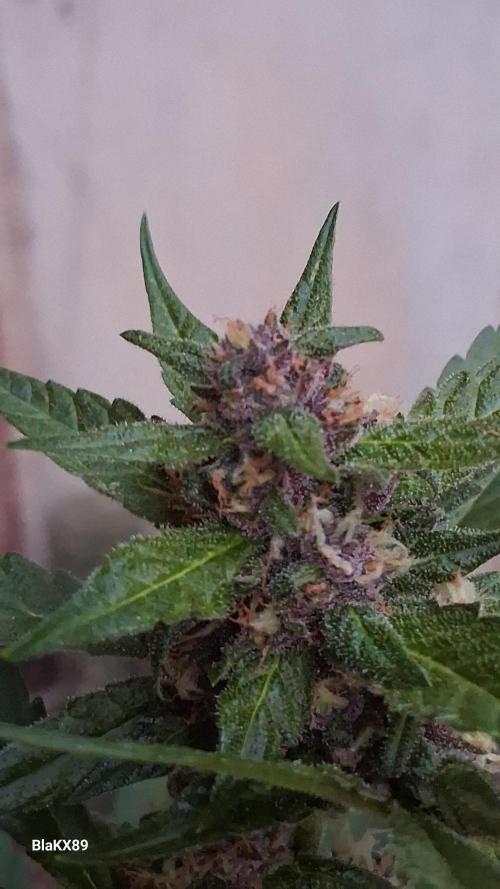 Purple Lemonade Auto RF3 😈🥤3️⃣. Week 6