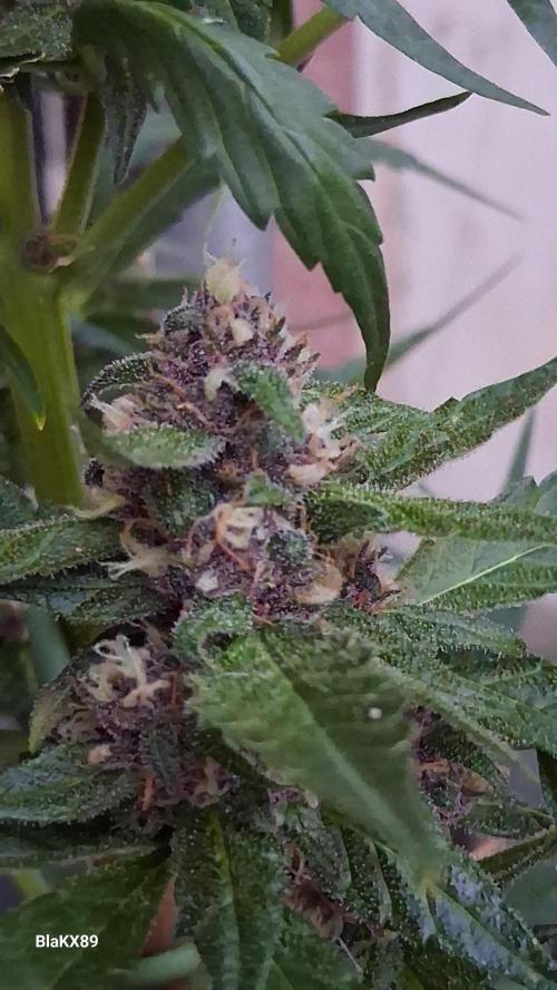Purple Lemonade Auto RF3 😈🥤3️⃣. Week 6
