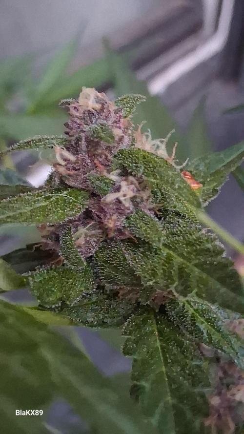 Purple Lemonade Auto RF3 😈🥤3️⃣. Week 6