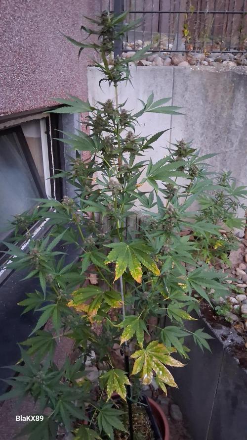 Purple Lemonade Auto RF3 😈🥤3️⃣. Week 6