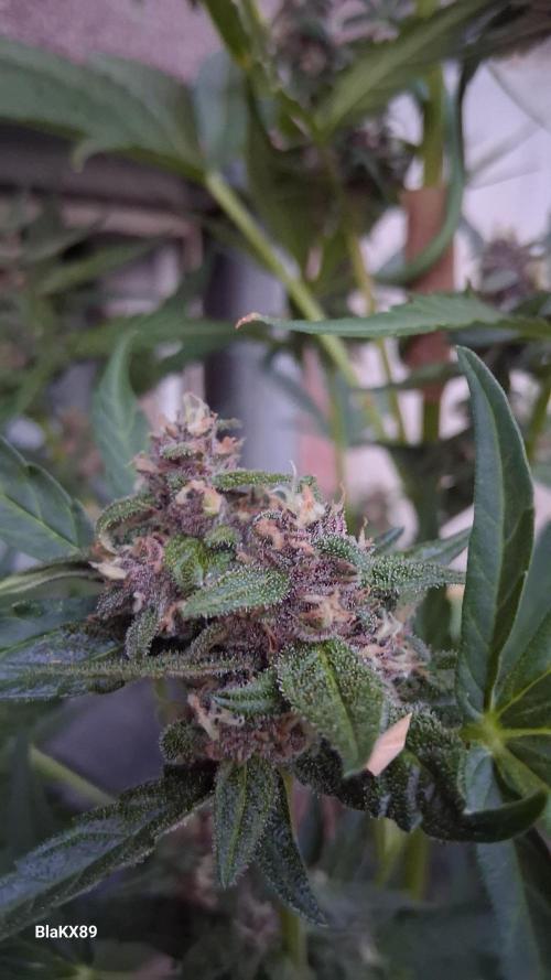Purple Lemonade Auto RF3 😈🥤3️⃣. Week 6