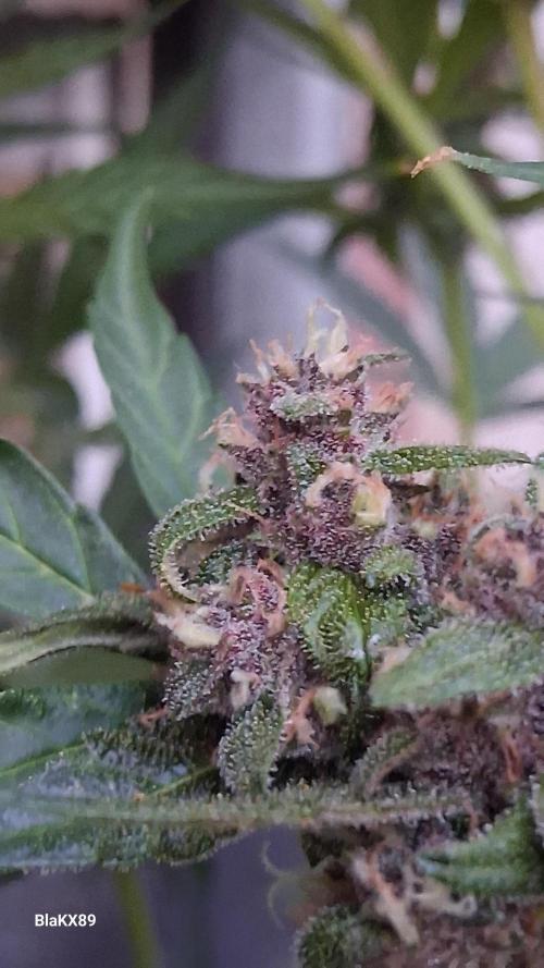 Purple Lemonade Auto RF3. Week 6