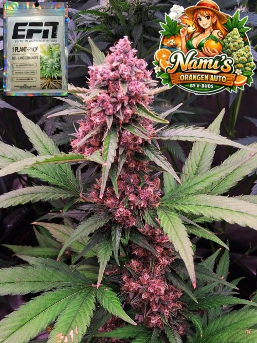 Auto | Namis Orangen von V-Buds mit EPN. Week 7