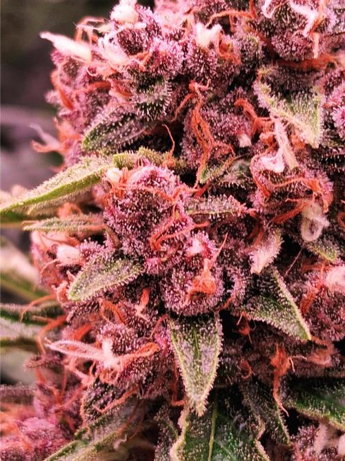 Auto | Namis Orangen von V-Buds mit EPN. Week 7