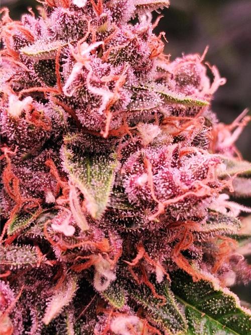 Auto | Namis Orangen von V-Buds mit EPN. Week 7