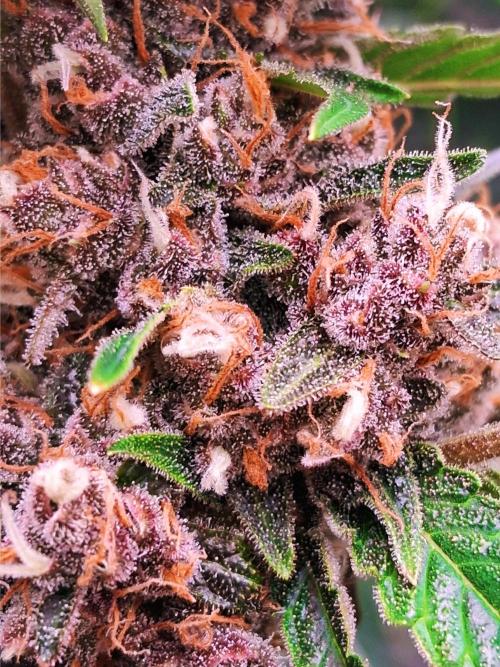 Auto | Namis Orangen von V-Buds mit EPN. Week 7