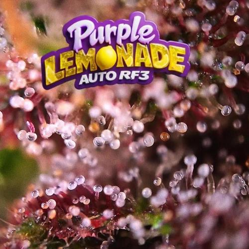 Purple Lemonade Auto RF3 😈🥤3️⃣. Week 7