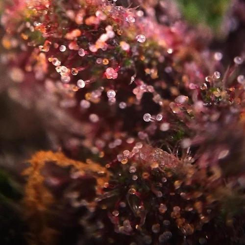 Purple Lemonade Auto RF3 😈🥤3️⃣. Week 7