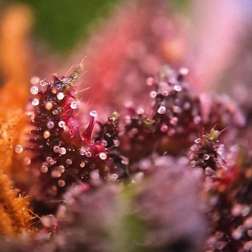 Purple Lemonade Auto RF3 😈🥤3️⃣. Week 7