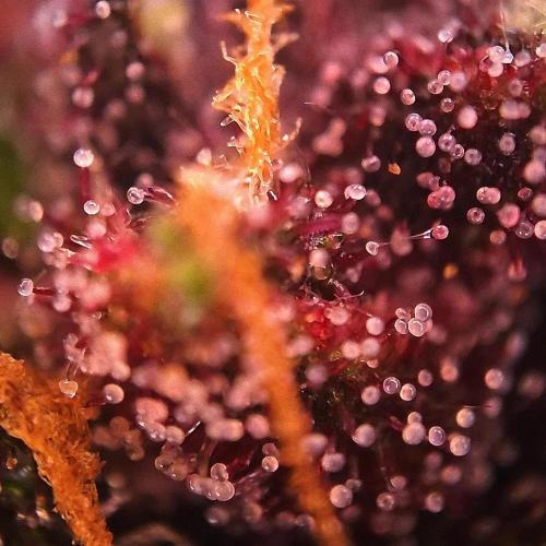 Purple Lemonade Auto RF3 😈🥤3️⃣. Week 7