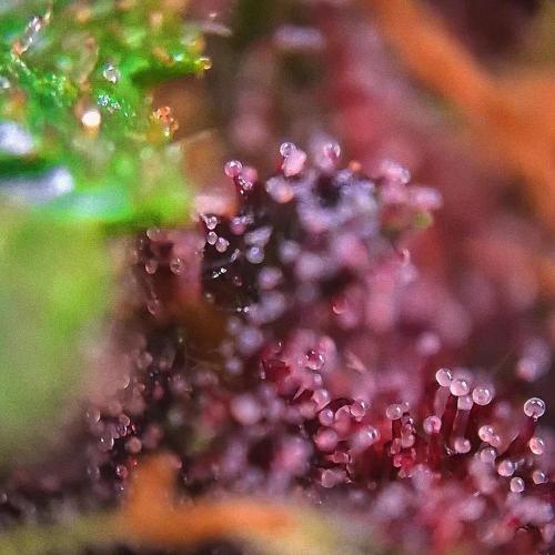 Purple Lemonade Auto RF3 😈🥤3️⃣. Week 7
