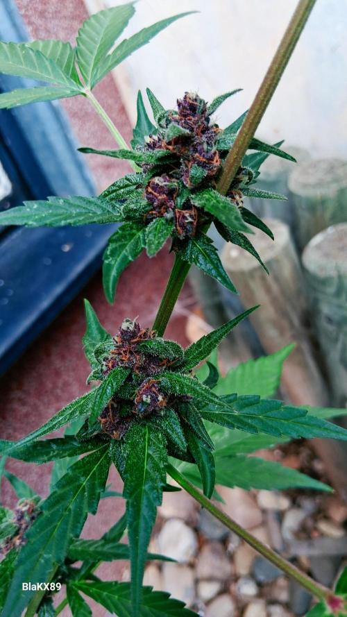 Purple Lemonade Auto RF3 😈🥤3️⃣. Week 7